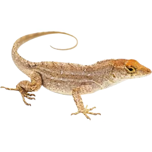 Brown Anole - Feeders