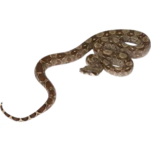 Juvenile Central American Boa
