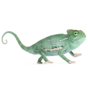 Juvenile Veiled Chameleon