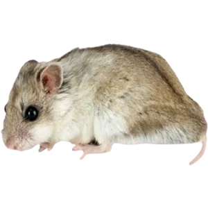 Chinese Hamster