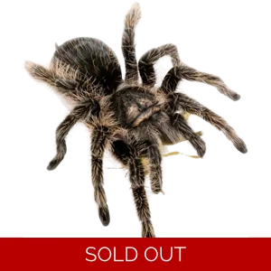 Curly Hair Tarantula