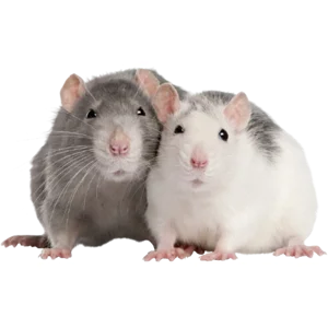 Fancy Rat