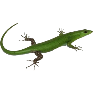 Emerald Tree Skink