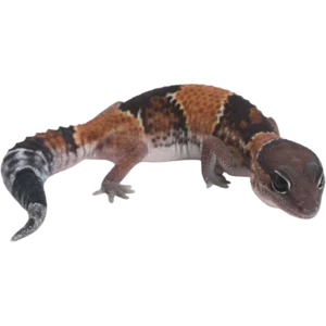 African Fat Tail Gecko