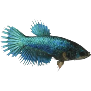 Assorted Betta - F