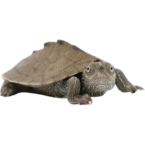 Juvenile Mississippi Map Turtle - 1.5 Inch