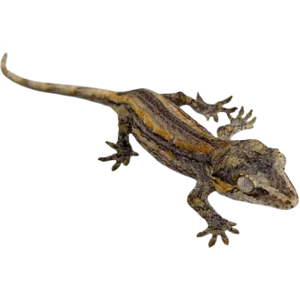 Gargoyle Gecko