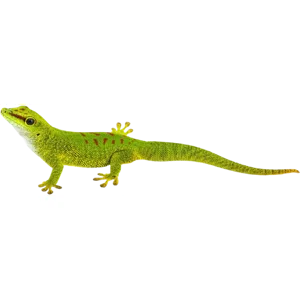 Juvenile Crimson Giant Day Gecko