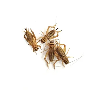 Feeder Crickets