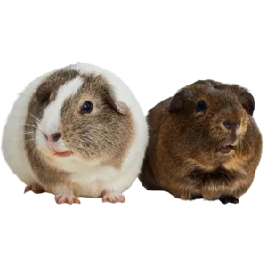 Guinea Pig
