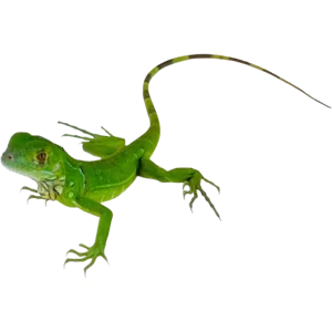Juvenile Green Iguana