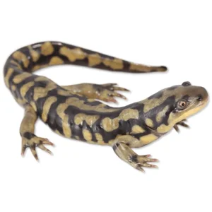 Tiger Salamander