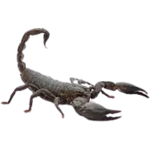 Asian Forest Scorpian