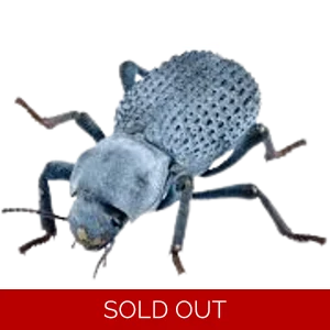 Blue Death Feigning Beetle