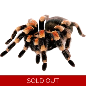 Mexican Red Knee Tarantula 1 - 2 Inch