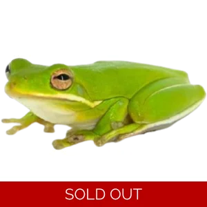 Green Tree Frog
