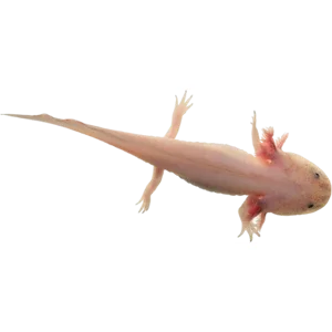 Leucistic Axolotls