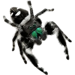 Regal Jumping Spider