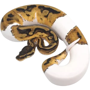 Juvenile Pied Ball Python