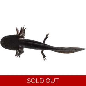 Melanoid Axolotls