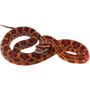 Juvenile Basic Corn Snake