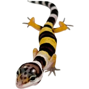 Juvenile Leopard Gecko