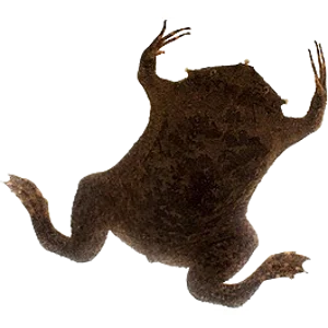 Juvenile Pipa Pipa Toad