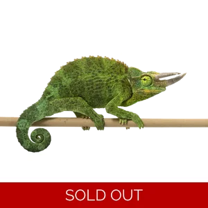 Jacksons Chameleon
