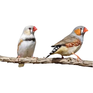 Zebra FInch