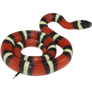 Baby Pueblan Milk Snake