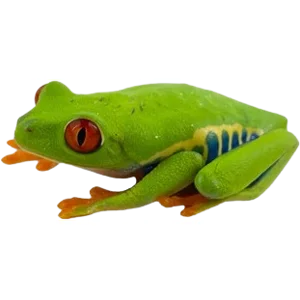 Juvenile Red Eyed Tree Frog