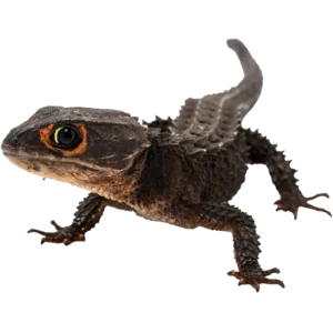 Red Eyed Crocodile Skink
