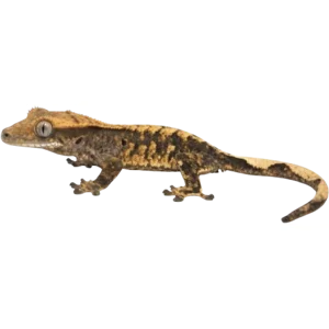 Juvenile Crested Gecko