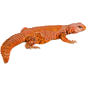 Assorted Uromastyx