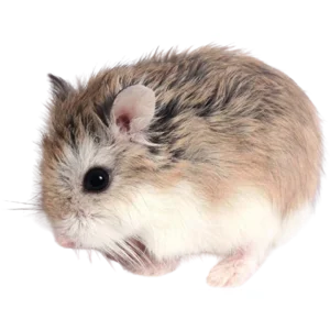 Roborovski Dwarf Hamster