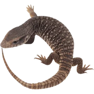 Juvenile Savannah Monitor
