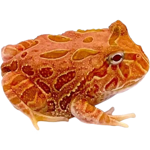 Basic Pac-man Frog