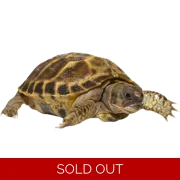 Juvenile Russian Tortoise