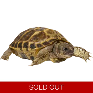 Juvenile Russian Tortoise