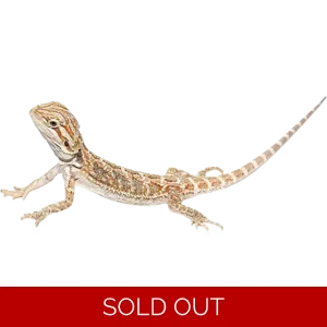 Juvenile Bearded Dragon