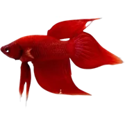Assorted Betta - M