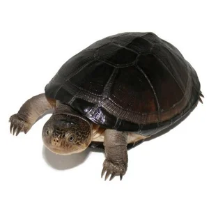 African SIde-Necked Turtle - 1.5 IN