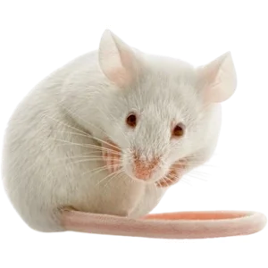 Fancy Mouse