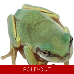 Juvenile Whites Tree Frog
