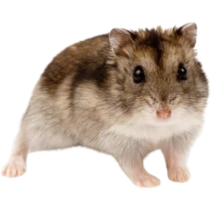 Campbell's Dwarf Hamster/Russian Dwarf