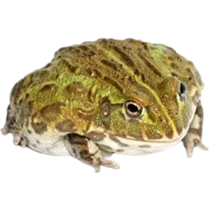 Juvenile African Bullfrog