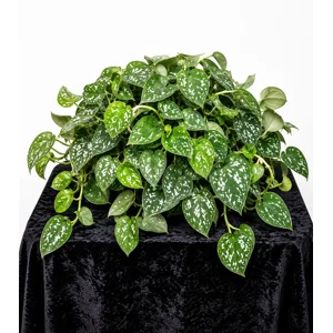 Silver Satin Pothos Cutting