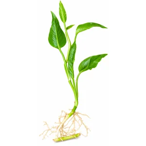 Shangri-La mutated cutting WITH ROOTS