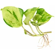 Manjula Pothos Cutting WITH ROOTS