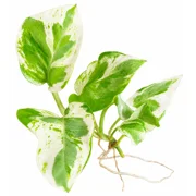 Pearls and Jade Cutting WITH ROOTS